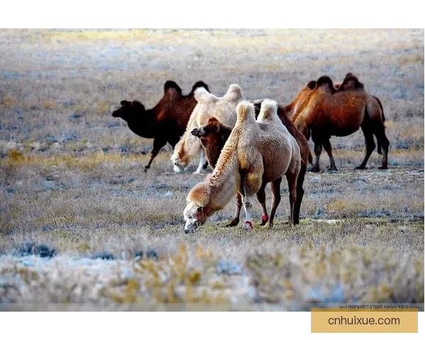 奥丹姆骆驼：沙漠之舟背后的神秘故事
